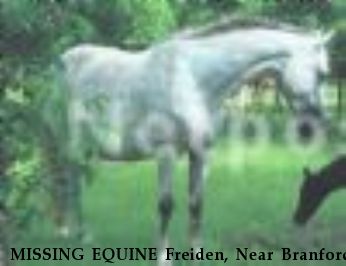 MISSING EQUINE Freiden, Near Branford, FL, 32008